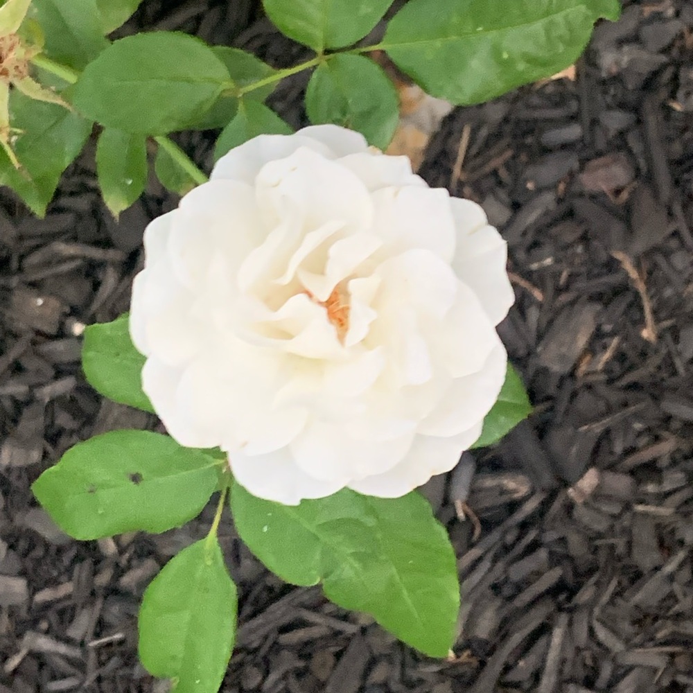 Meet your Posher, Flor